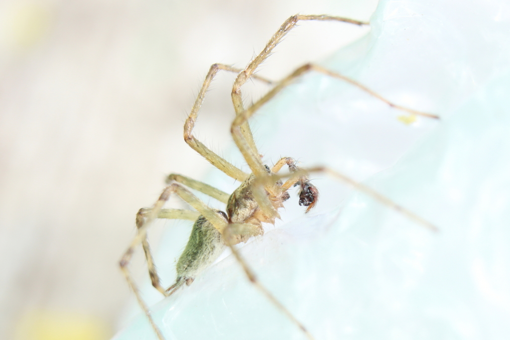 Allagelena_gracilens-06.jpg