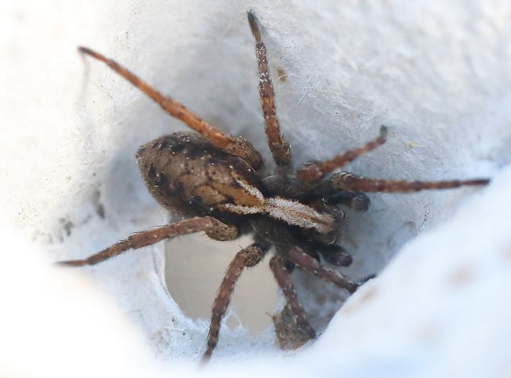 Alopecosa_aculeata-1.jpg