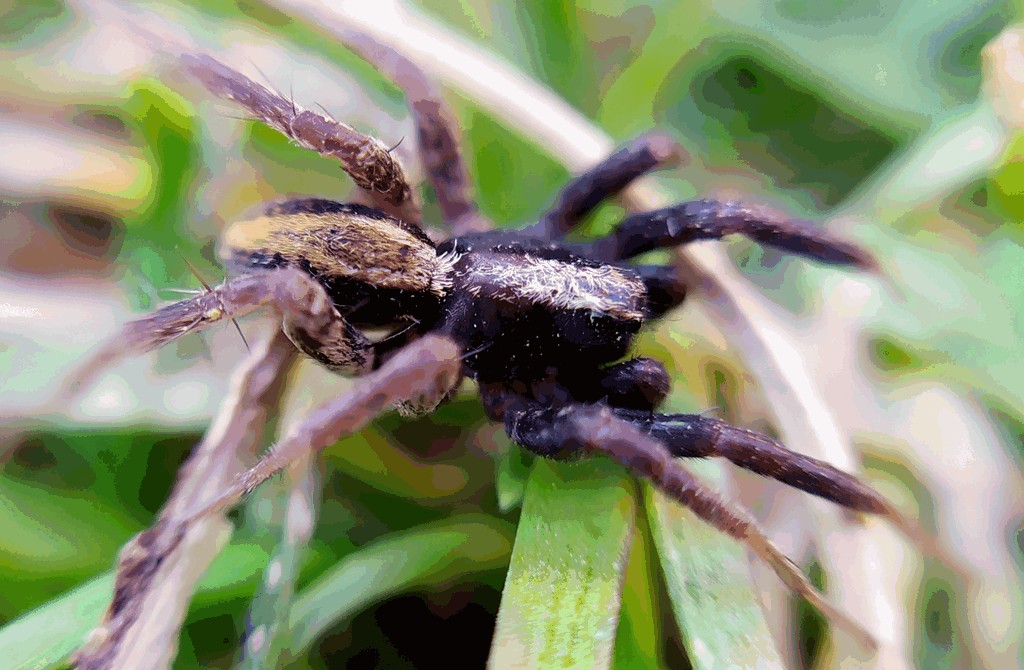 Alopecosa_aculeata-2.jpg