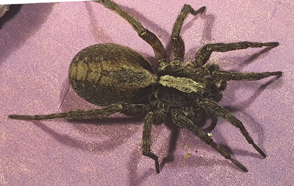 Alopecosa_aculeata-5.jpg