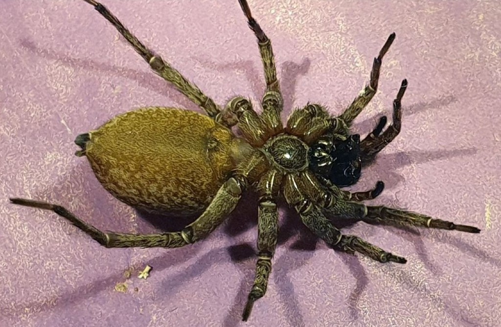 Alopecosa_aculeata-6.jpg