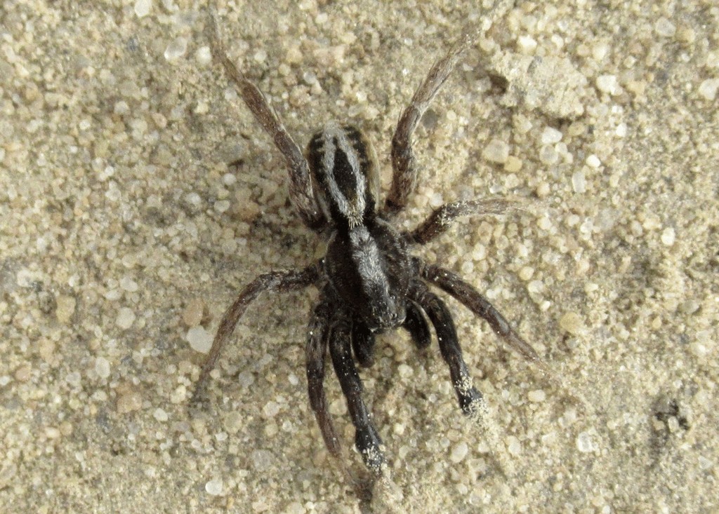 Alopecosa_cuneata-1.jpg