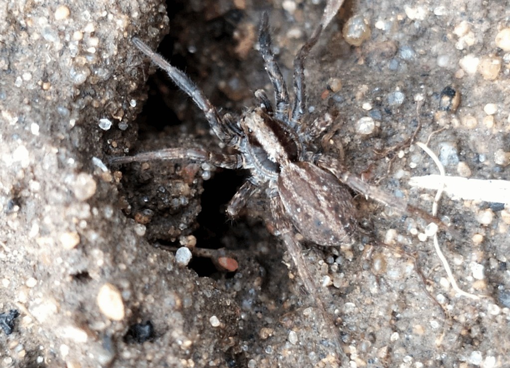 Alopecosa_cuneata-4.jpg