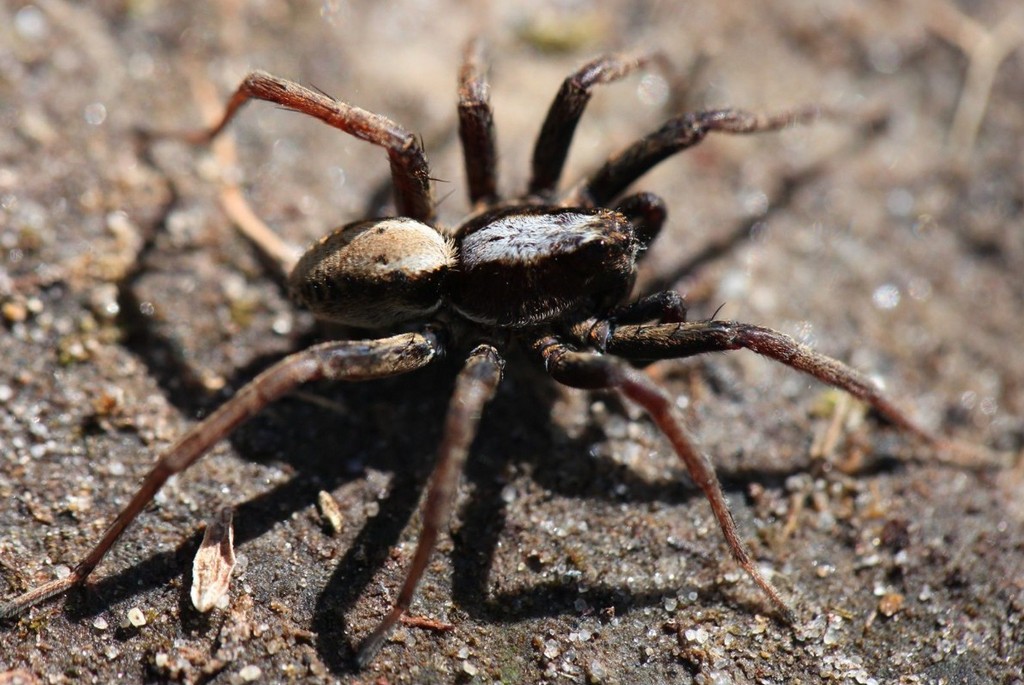 Alopecosa_pinetorum-1.jpg
