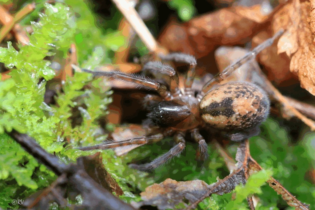 Amaurobius_fenestralis-1.jpg