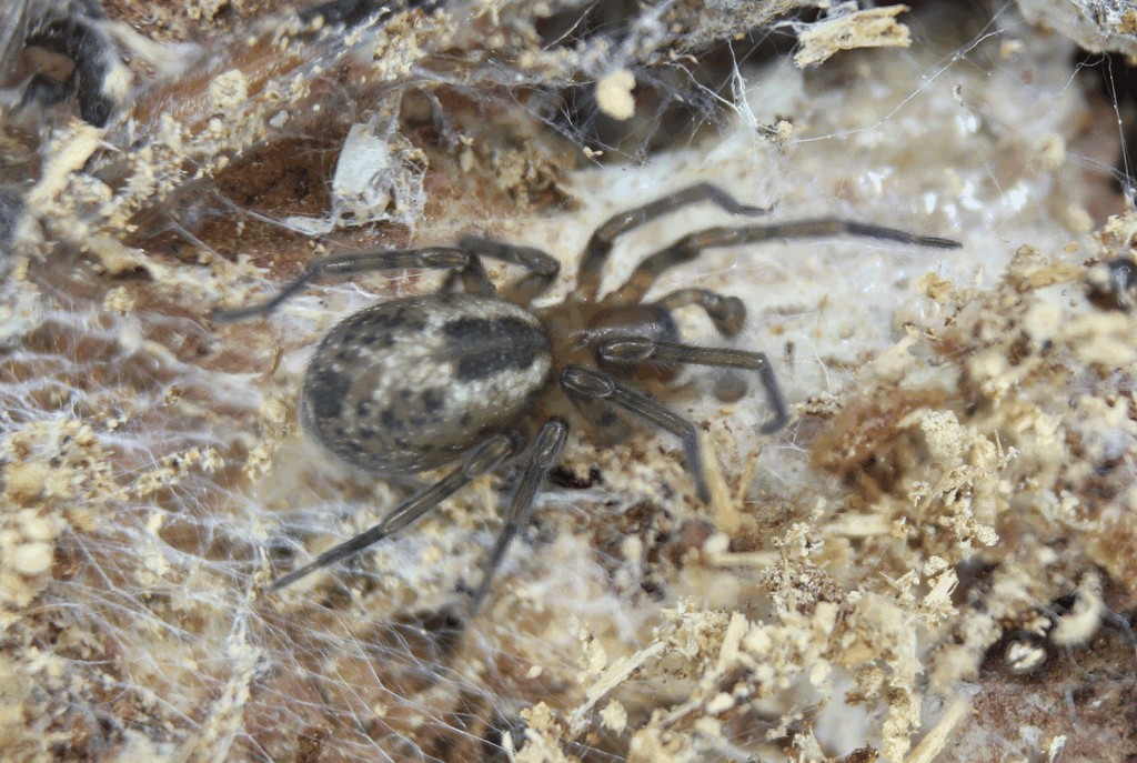 Amaurobius_fenestralis-2.jpg