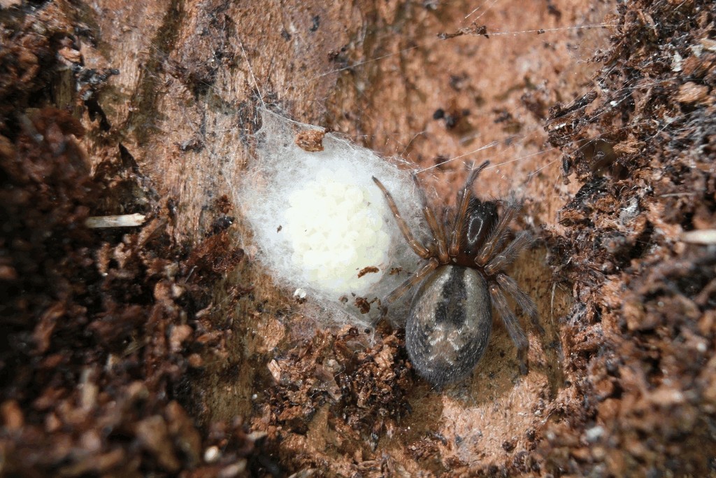 Amaurobius_fenestralis-3.jpg