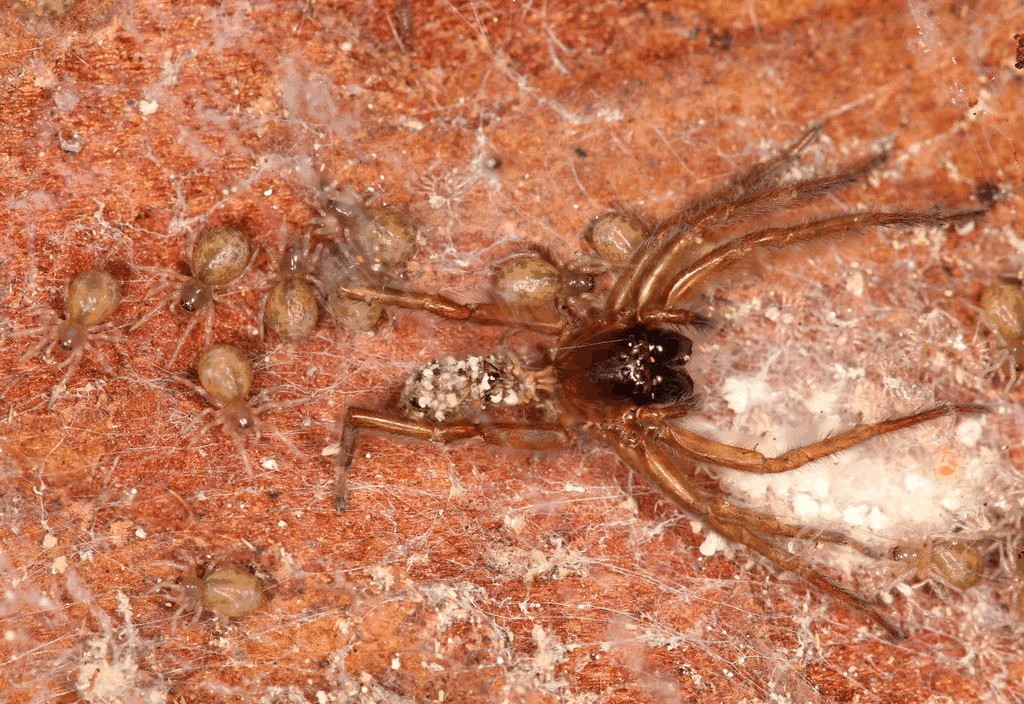 Amaurobius_fenestralis-5.jpg