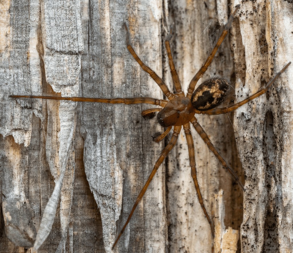 Amaurobius_fenestralis-6.jpg