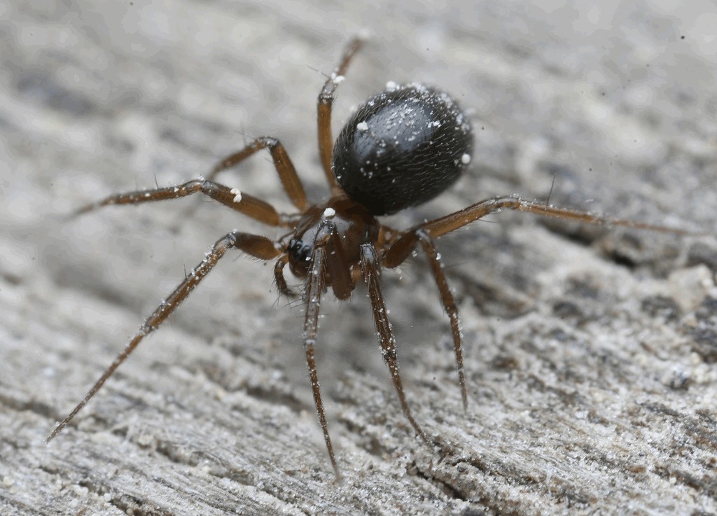 Anguliphantes_angulipalpis-1.jpg