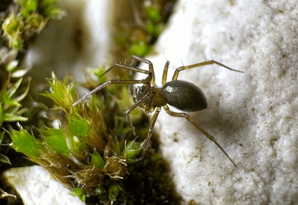 Anguliphantes_angulipalpis-2.jpg