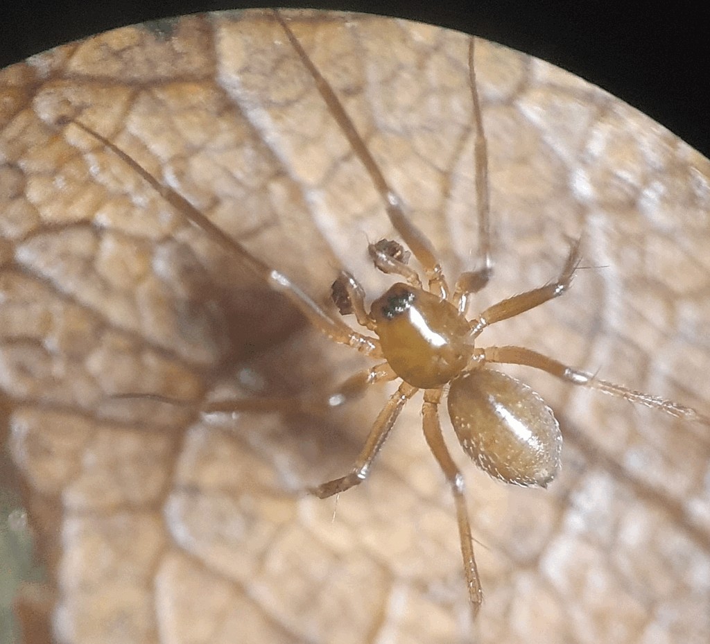 Anguliphantes_angulipalpis-3.jpg