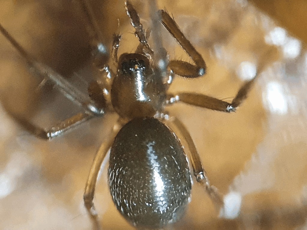Anguliphantes_angulipalpis-4.jpg