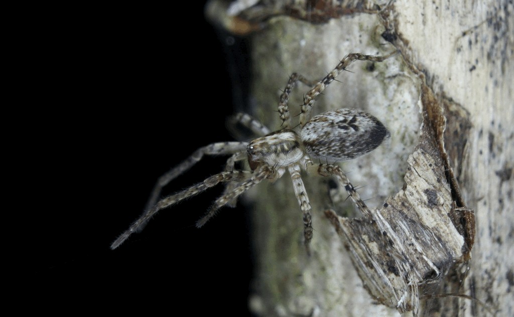 Anyphaena_accentuata-1.jpg