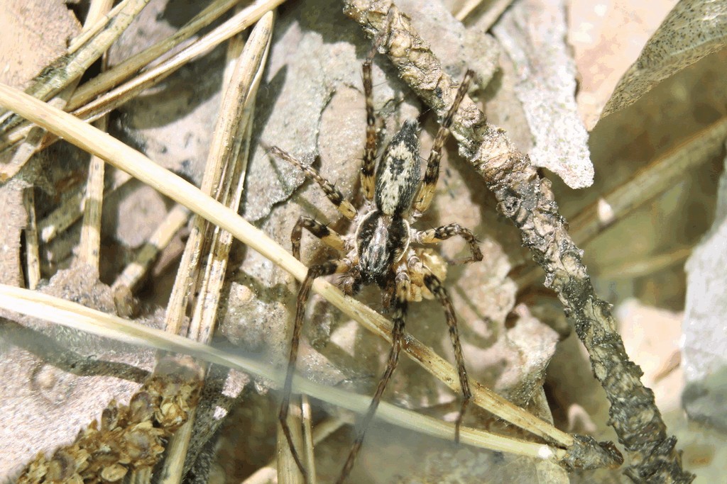 Anyphaena_accentuata-3.jpg