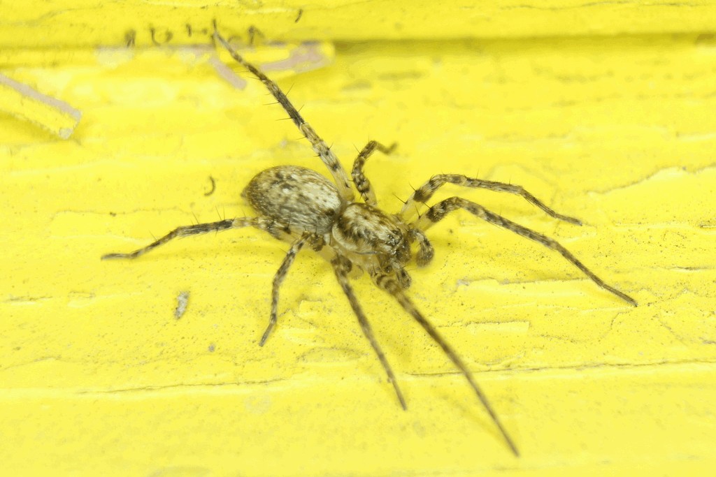 Anyphaena_accentuata-5.jpg