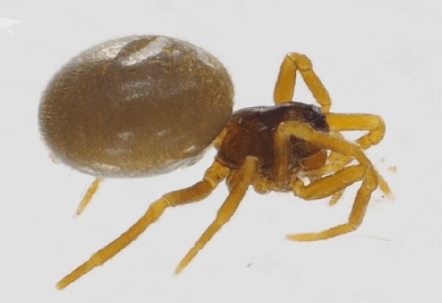 Araeoncus_crassiceps-1.jpg