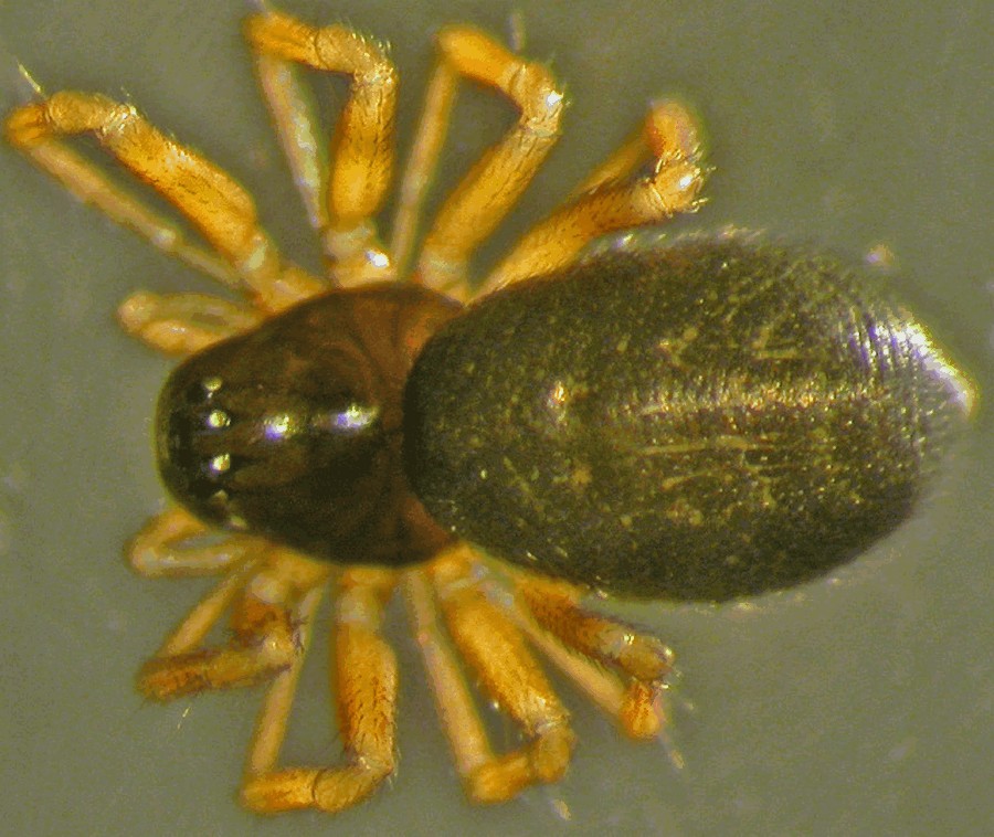 Araeoncus_crassiceps-2.jpg