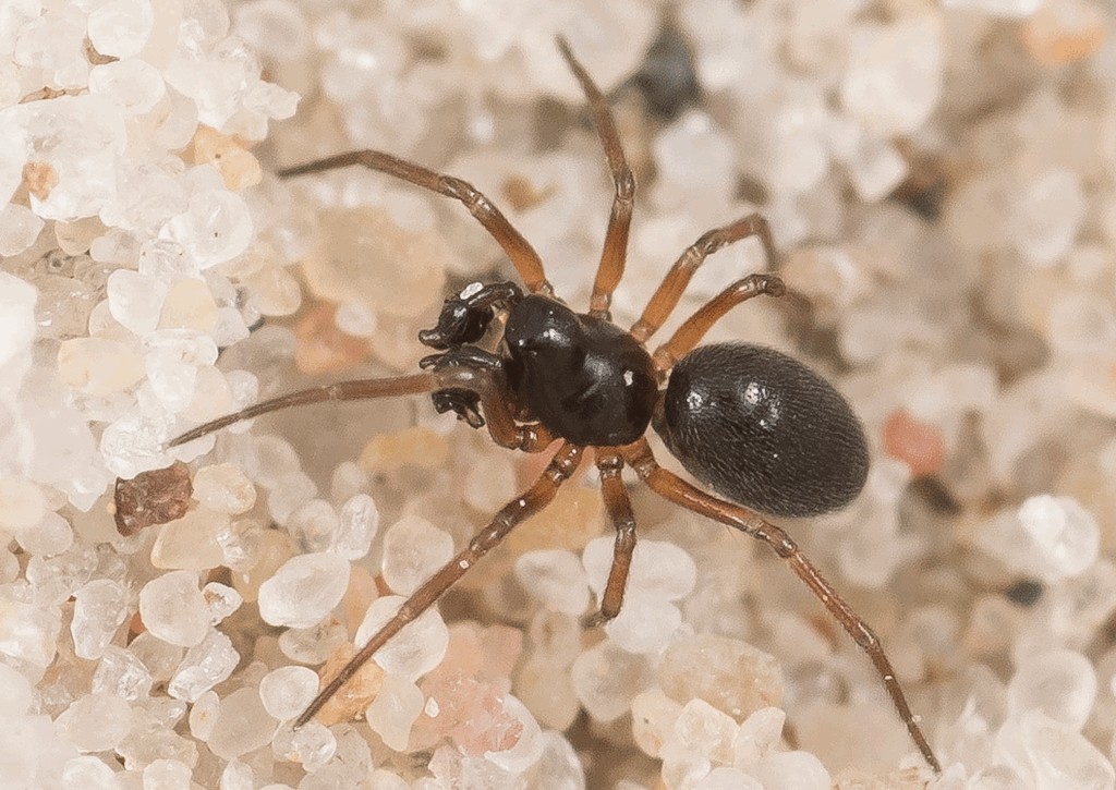 Araeoncus_humilis-1.jpg