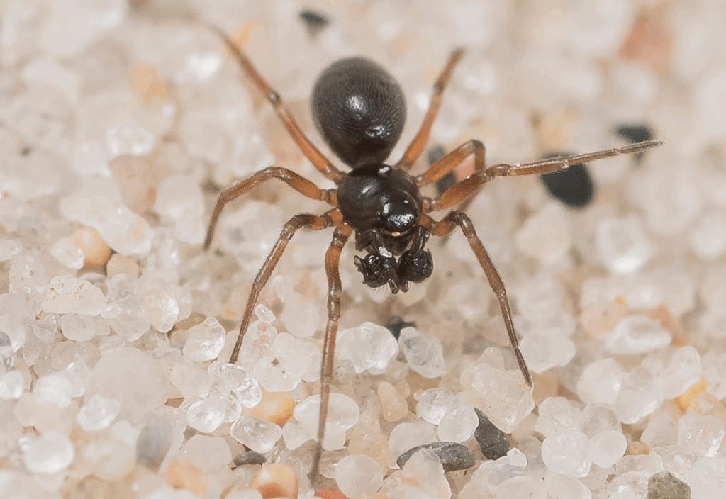 Araeoncus_humilis-1a.jpg