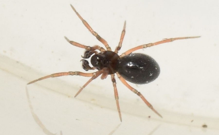 Araeoncus_humilis-2.jpeg