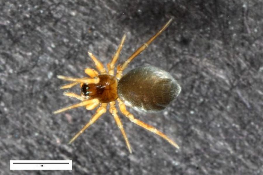 Araeoncus_humilis-3.jpg