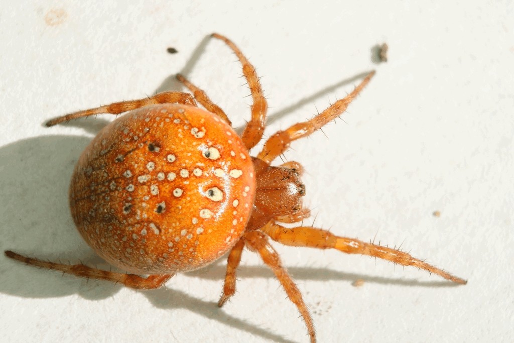 Araneus_alsine-1.jpg