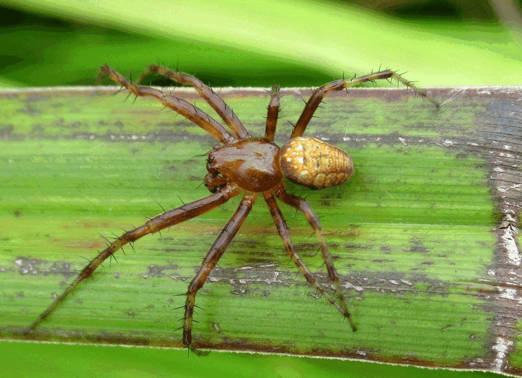 Araneus_alsine-2.jpg