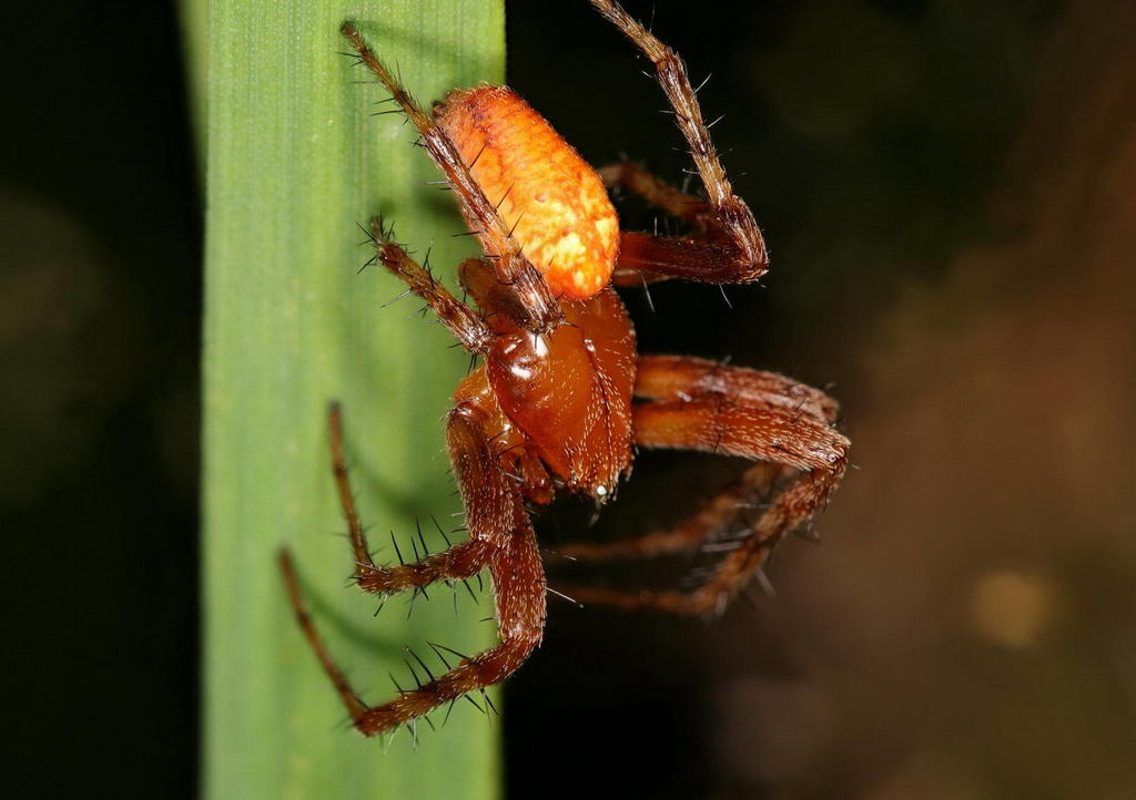 Araneus_alsine-3.jpg