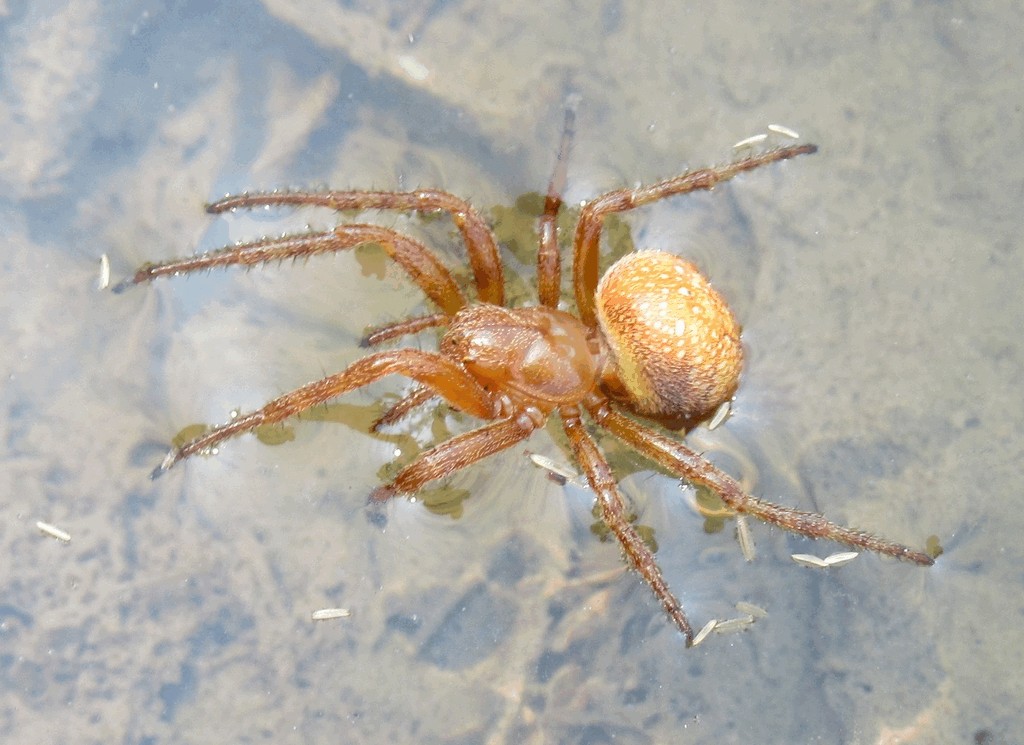 Araneus_alsine-5.jpg
