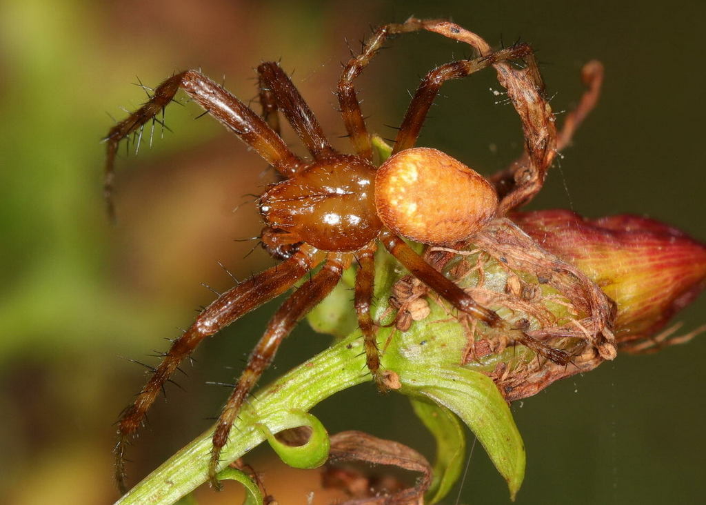 Araneus_alsine-6.jpg