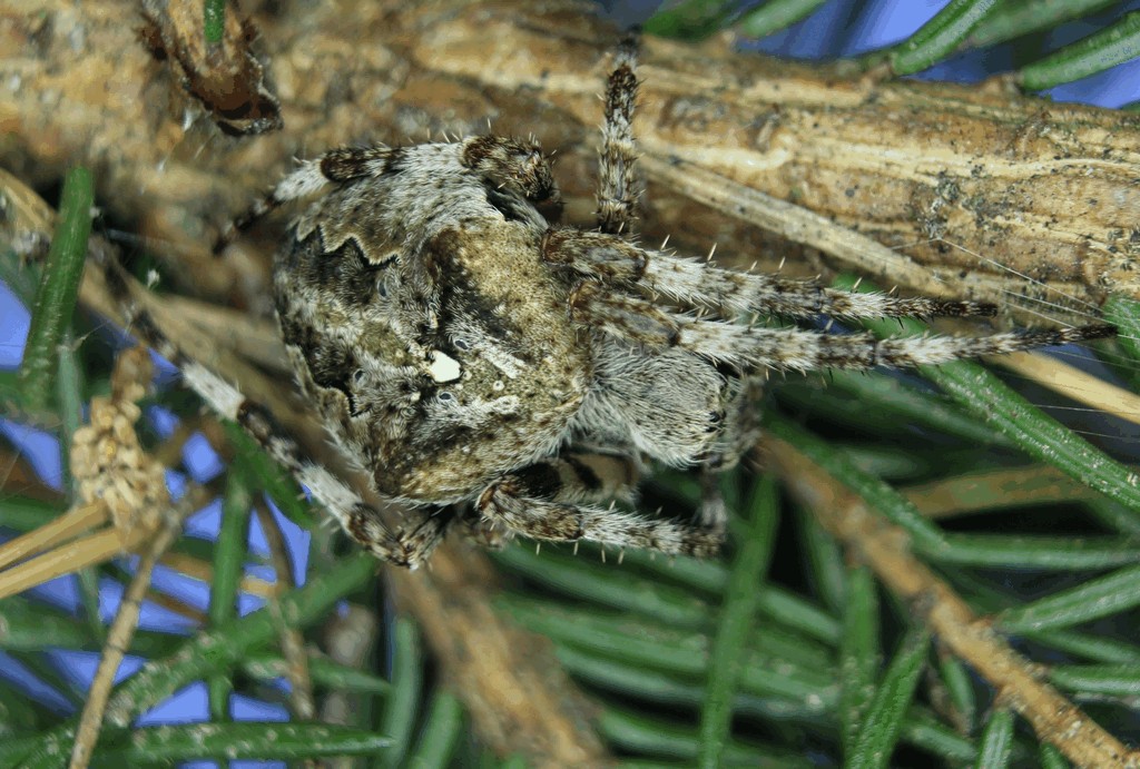 Araneus_angulatus-1.jpg