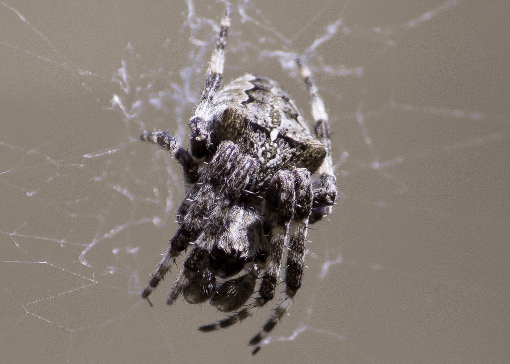 Araneus_angulatus-2.jpg