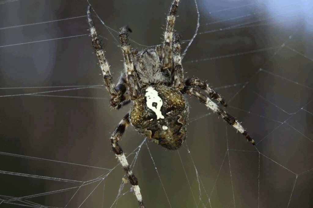 Araneus_angulatus-3.jpg