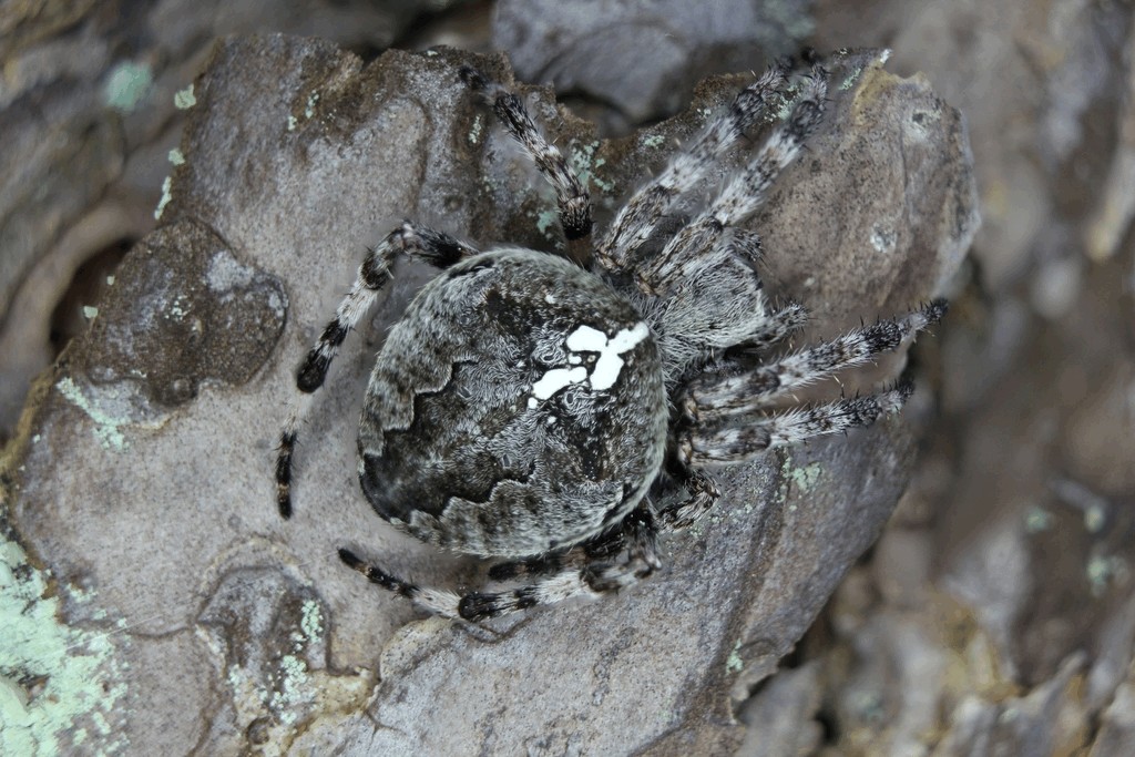 Araneus_angulatus-5.jpg