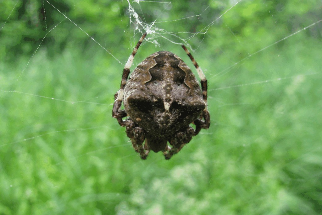 Araneus_angulatus-6.jpg