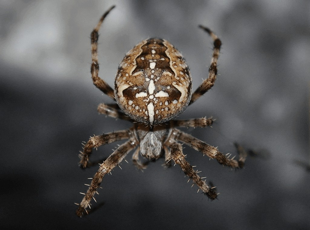 Araneus_diadematus-1.jpg