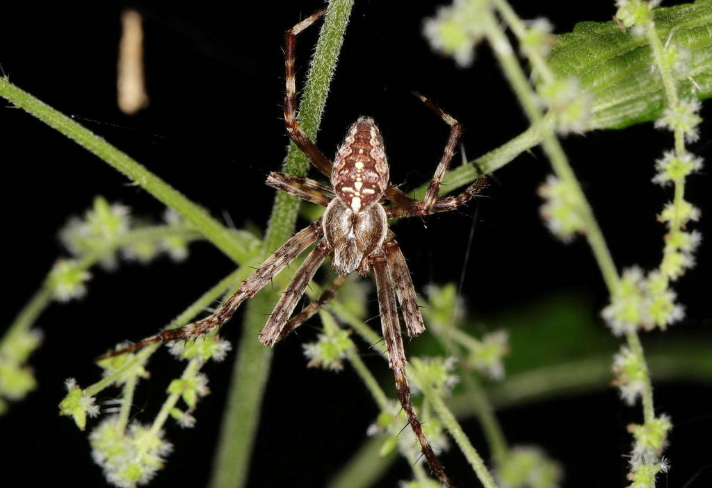 Araneus_diadematus-2.jpg