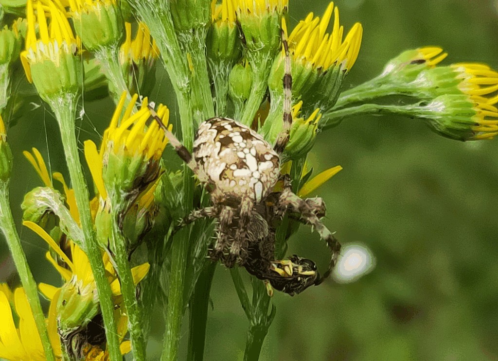 Araneus_diadematus-3.jpg