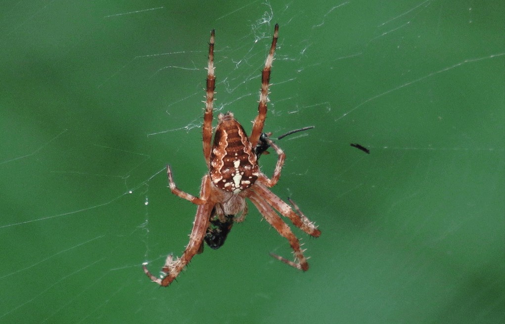 Araneus_diadematus-4.jpg