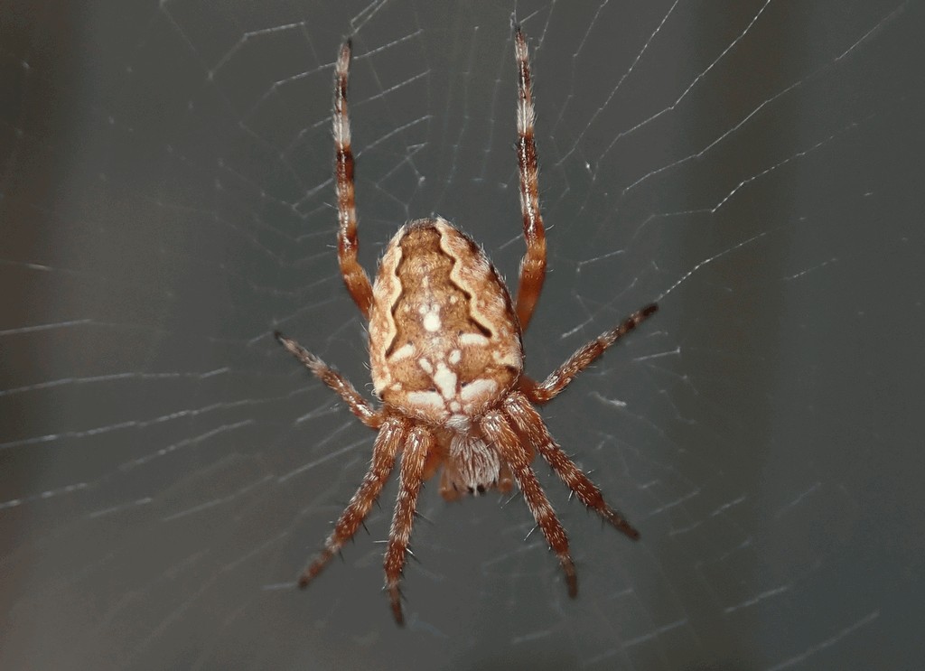 Araneus_diadematus-6.jpg