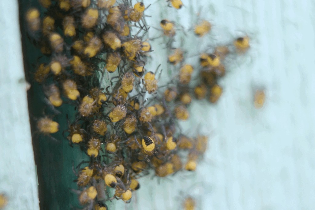 Araneus_diadematus-7.jpg