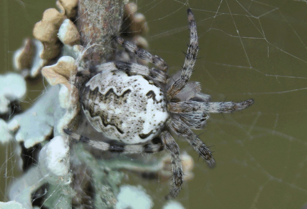 Araneus_marmoreus-1.jpg