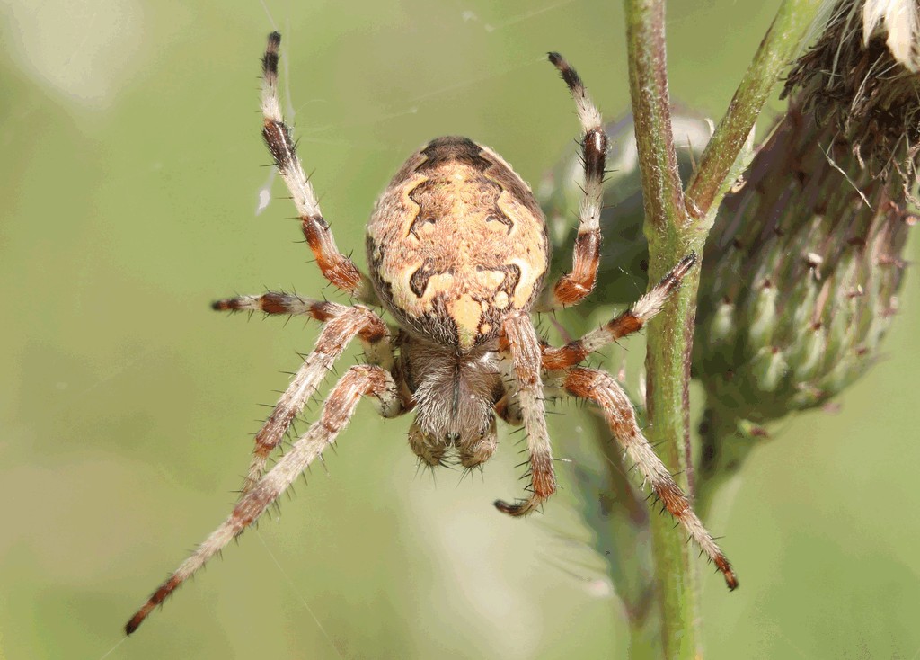 Araneus_marmoreus-2.jpg