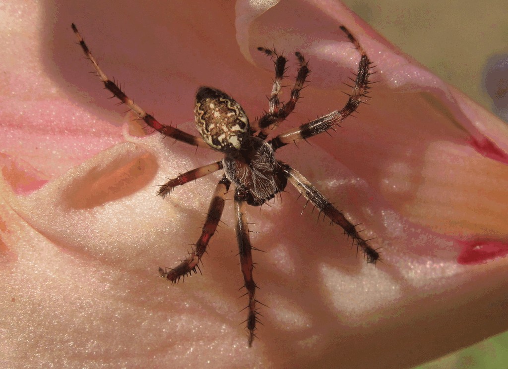Araneus_marmoreus-3.jpg