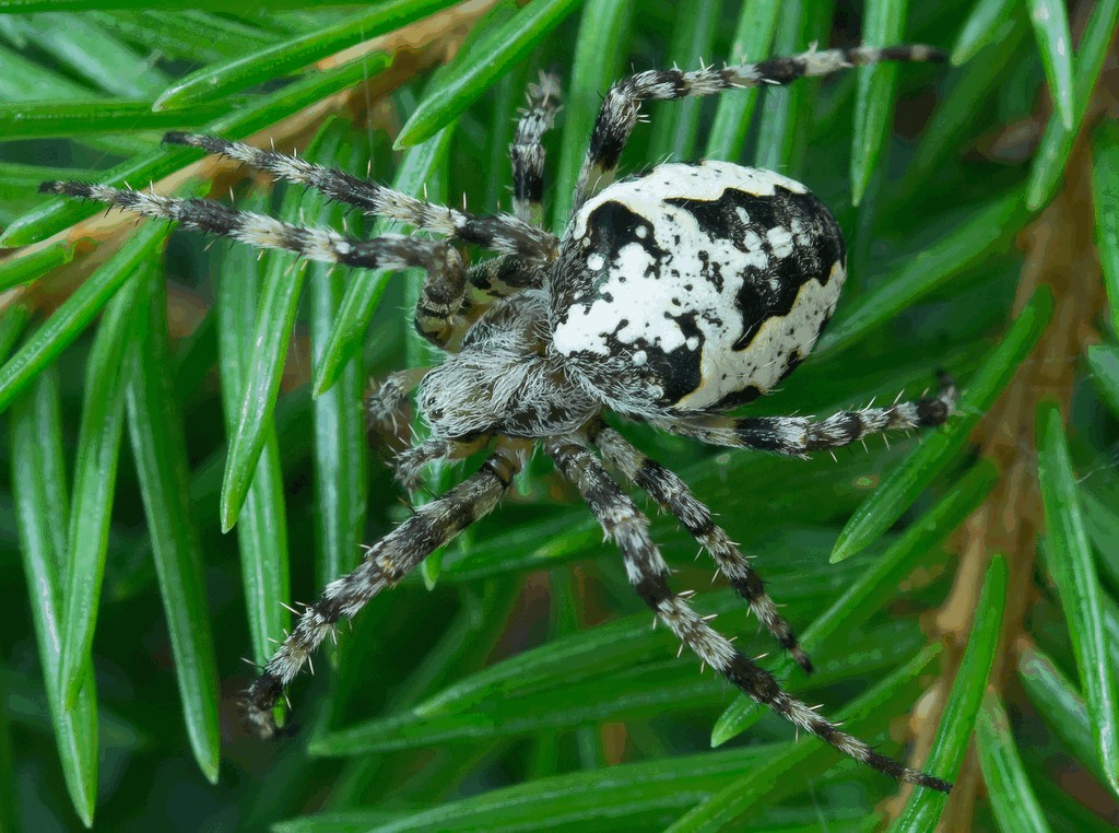 Araneus_nordmanni-1.jpg