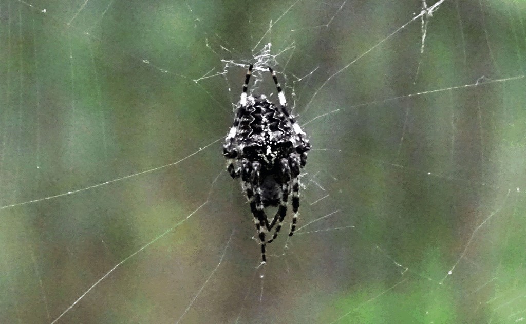 Araneus_nordmanni-2.jpg