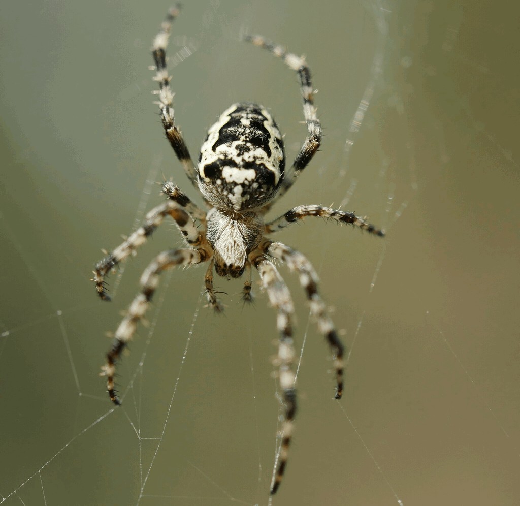 Araneus_nordmanni-3.jpg