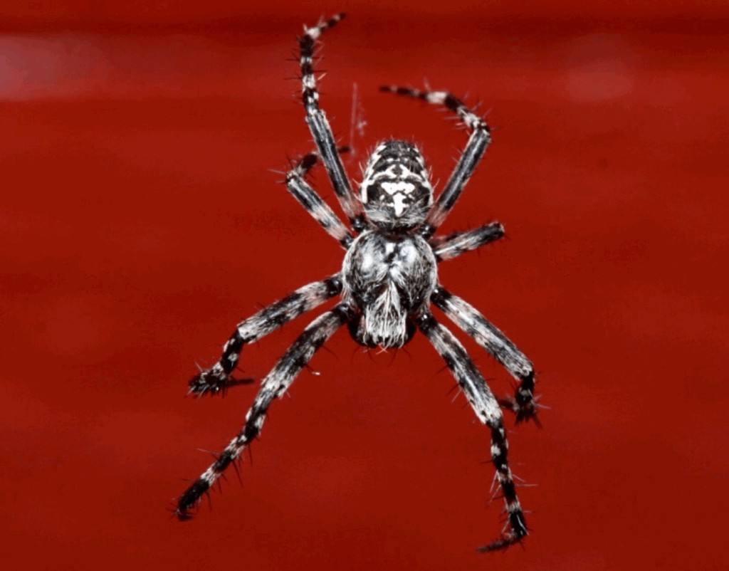 Araneus_nordmanni-5.jpg