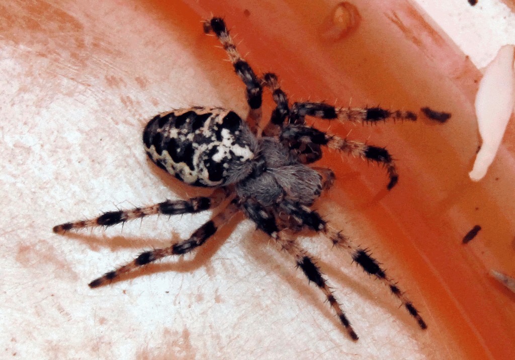 Araneus_nordmanni-6.jpg